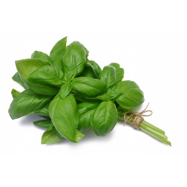 Basilic (botte)